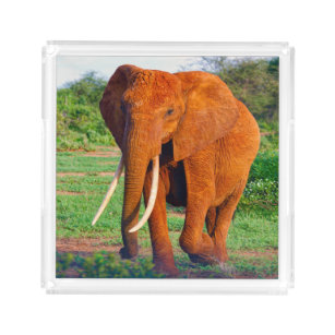 Afrikanische Elefantenfotografie Acryl Tablett