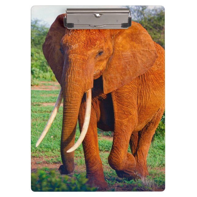 Afrikanische Elefantenfotografie Klemmbrett (Vorderseite)