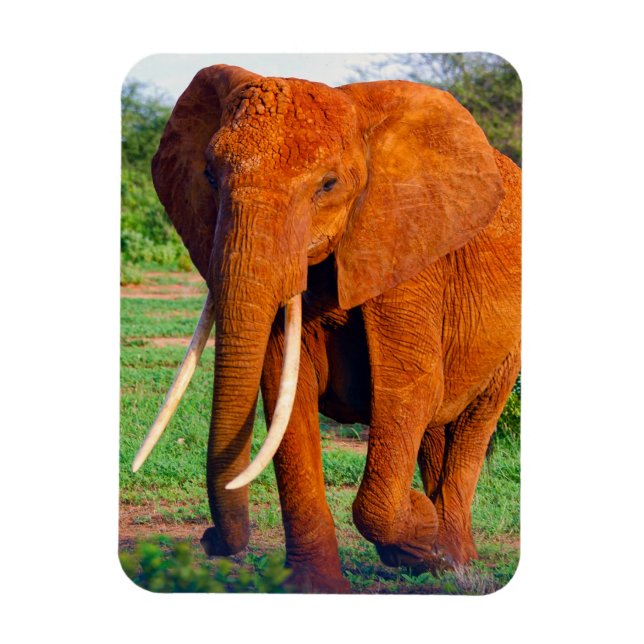 Afrikanische Elefantenfotografie Magnet (Vertikal)