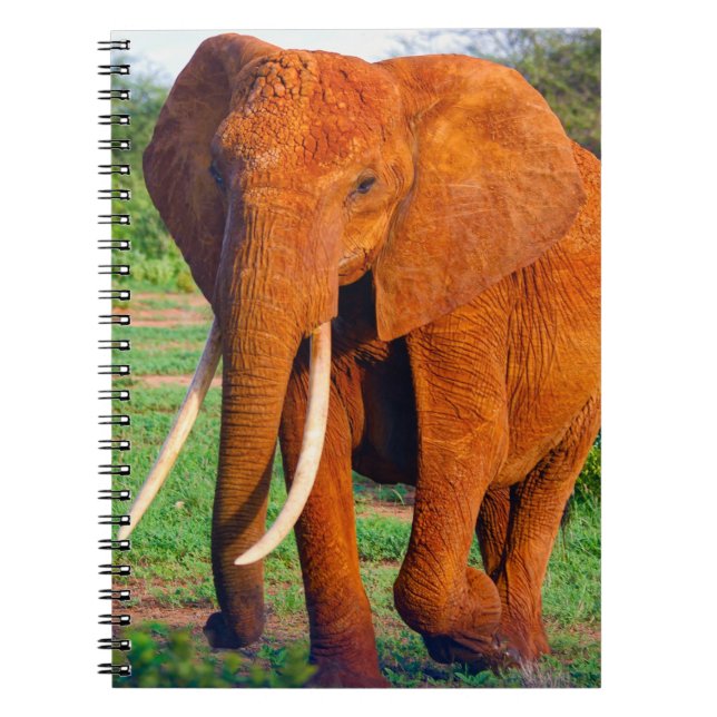 Afrikanische Elefantenfotografie Notizblock (Vorderseite)