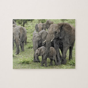 afrikanische Elefantenherde, Loxodonta africana, 2