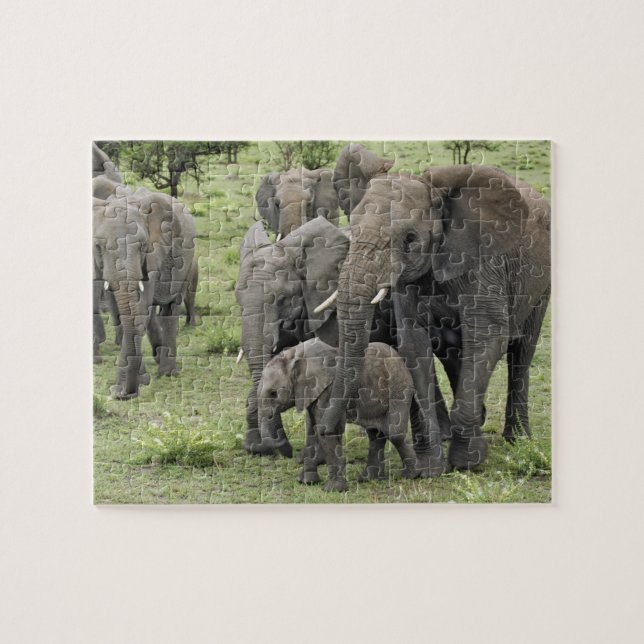 afrikanische Elefantenherde, Loxodonta africana, 2 (Horizontal)
