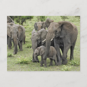 Afrikanische Elefantenherde Postkarte