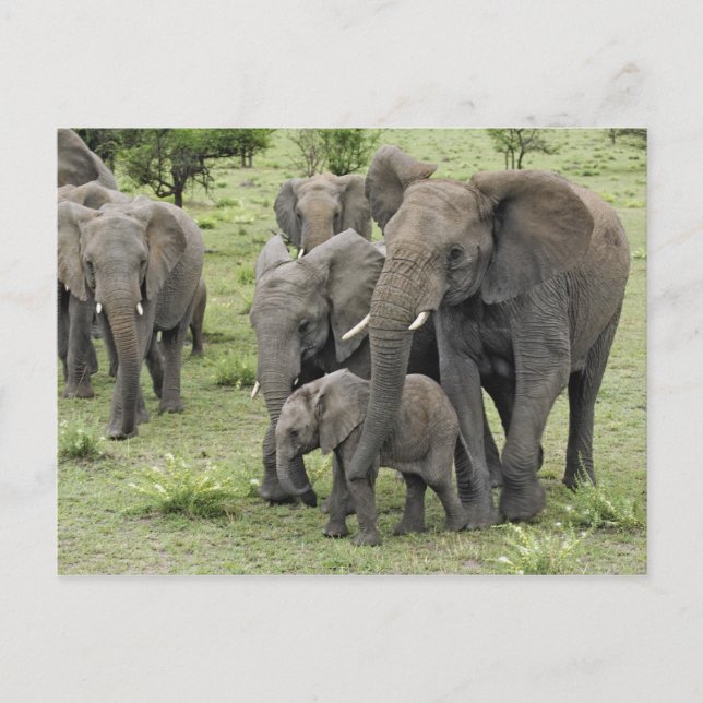 Afrikanische Elefantenherde Postkarte (Vorderseite)