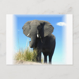 Afrikanische Elefantenpostkarte Postkarte