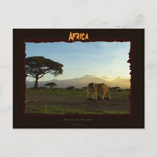 Afrikanische Elefantenreihe Postkarte (Vorderseite)