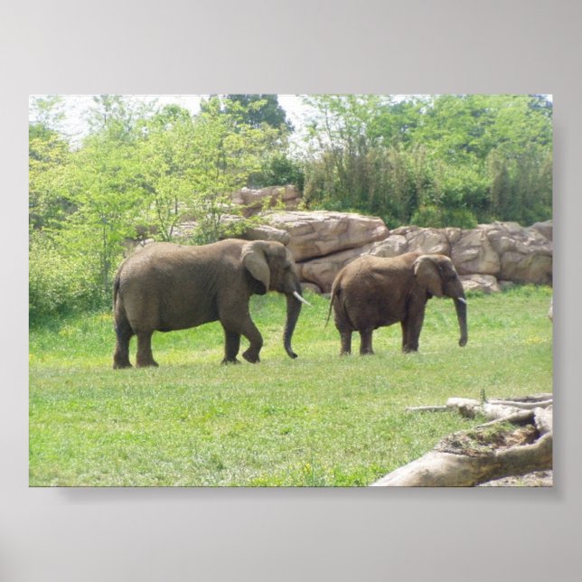 AFRIKANISCHE ELEPHANE POSTER (Vorne)