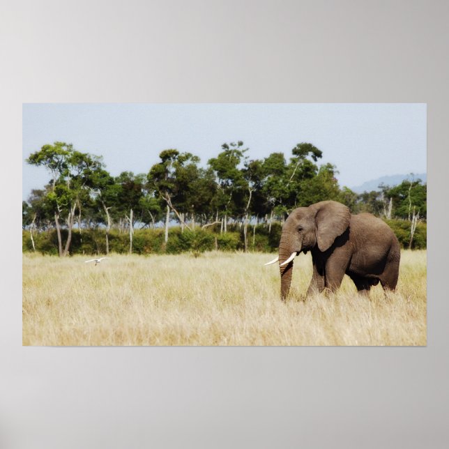 afrikanische Elephant-Plakatwand hängt Poster (Vorne)