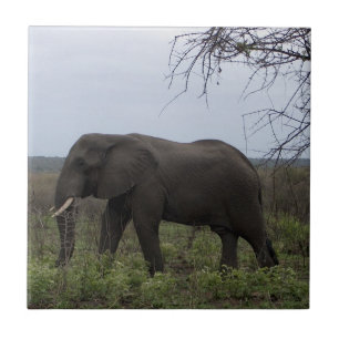 Afrikanische Elephant Wildlife FotoTile Fliese