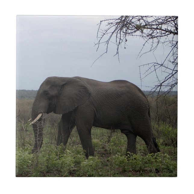 Afrikanische Elephant Wildlife FotoTile Fliese (Vorderseite)