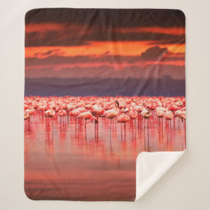 Afrikanische Flamingos im See über schöne Sonne Sherpadecke