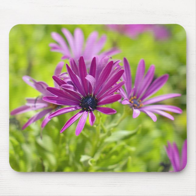 Afrikanische Gänseblümchen-Blumen-Mauspad Mousepad (Vorne)