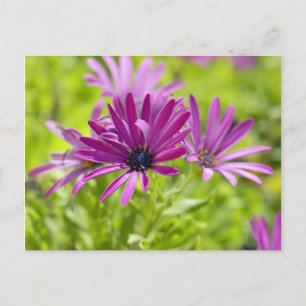 Afrikanische Gänseblümchen-Blumen-Postkarte Postkarte