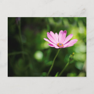 Afrikanische Gänseblümchen-Blumenfotografie Postkarte