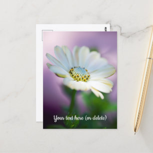 Afrikanische Gänseblümchen-Postkarte Postkarte