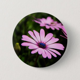 Afrikanische Gänseblume Button