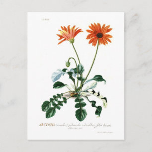 Afrikanische Gänseblume Postkarte