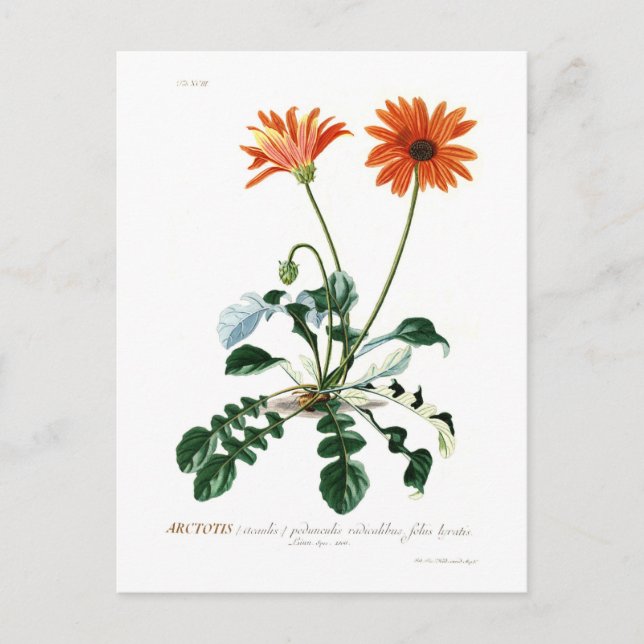 Afrikanische Gänseblume Postkarte (Vorderseite)