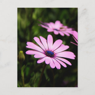 Afrikanische Gänseblume Postkarte