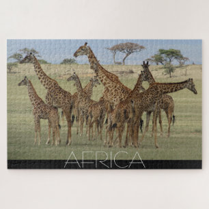afrikanische Giraffen