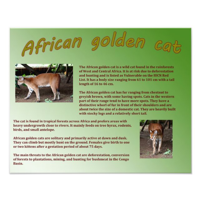 Afrikanische Goldene Katze Fotodruck (Vorne)