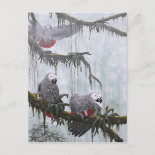 Afrikanische Gray Parrots fliegen frei Postkarte
