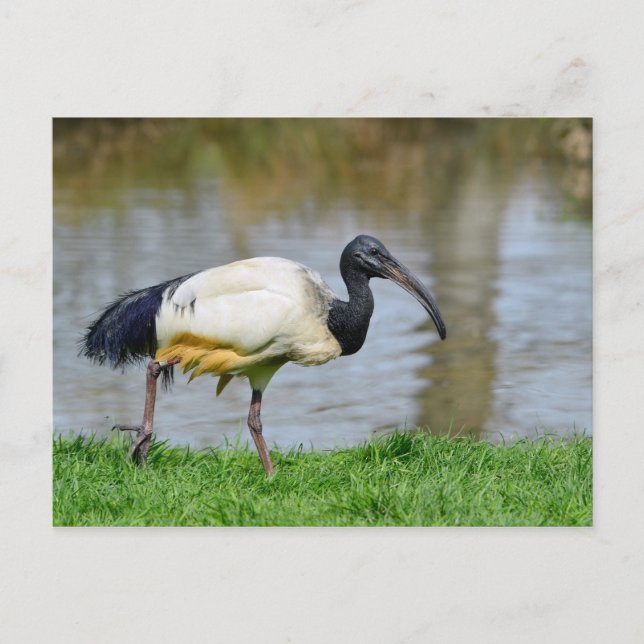 Afrikanische heilige Ibis auf Gras Postkarte (Vorderseite)