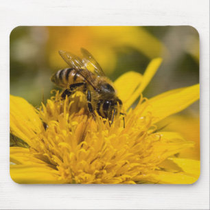 Afrikanische Honigbiene mit Pollensäcken beim Fres Mousepad