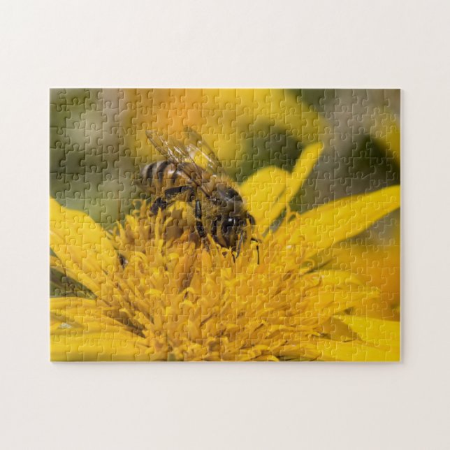 Afrikanische Honigbiene mit Pollensäcken Fütternd (Horizontal)