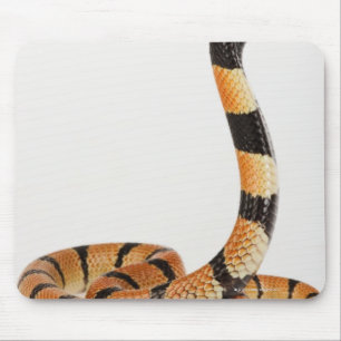 Afrikanische korallenrote Schlange (Aspidelaps Mousepad