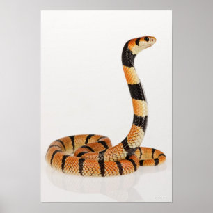 Afrikanische korallenrote Schlange (Aspidelaps Poster