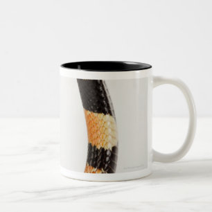 Afrikanische korallenrote Schlange (Aspidelaps Zweifarbige Tasse