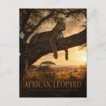 Afrikanische Leopard-Akazien-Savanne-TIERE
