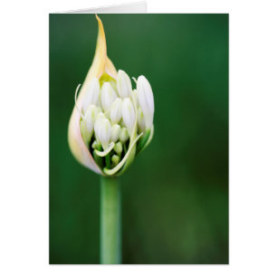 Afrikanische Lilie, Agapanthus Praecox, Kapstadt