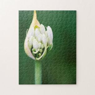 Afrikanische Lilie, Agapanthus Praecox, Kapstadt