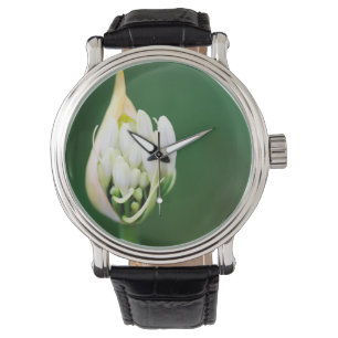 Afrikanische Lilie, Agapanthus Praecox, Kapstadt Armbanduhr