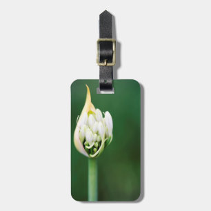 Afrikanische Lilie, Agapanthus Praecox, Kapstadt Gepäckanhänger