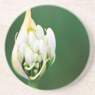 Afrikanische Lilie, Agapanthus Praecox, Kapstadt Getränkeuntersetzer