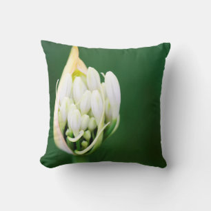 Afrikanische Lilie, Agapanthus Praecox, Kapstadt Kissen