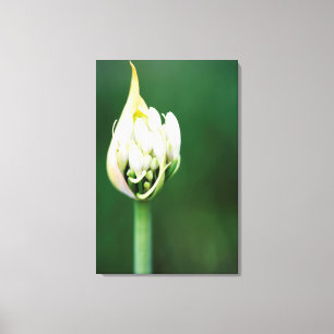 Afrikanische Lilie, Agapanthus Praecox, Kapstadt Leinwanddruck