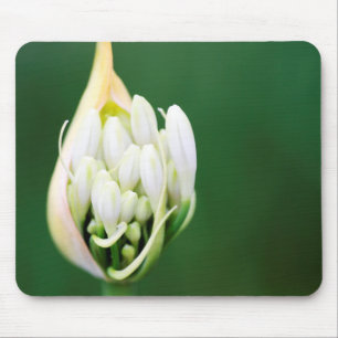 Afrikanische Lilie, Agapanthus Praecox, Kapstadt Mousepad