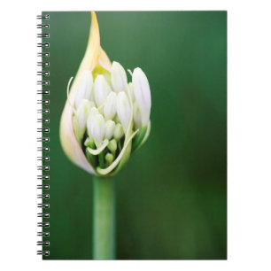 Afrikanische Lilie, Agapanthus Praecox, Kapstadt Notizblock