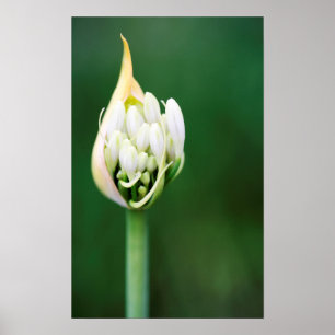 Afrikanische Lilie, Agapanthus Praecox, Kapstadt Poster
