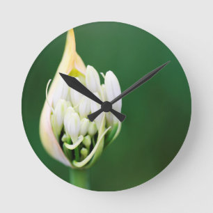 Afrikanische Lilie, Agapanthus Praecox, Kapstadt Runde Wanduhr
