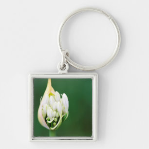 Afrikanische Lilie, Agapanthus Praecox, Kapstadt Schlüsselanhänger