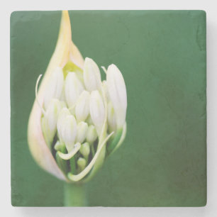 Afrikanische Lilie, Agapanthus Praecox, Kapstadt Steinuntersetzer