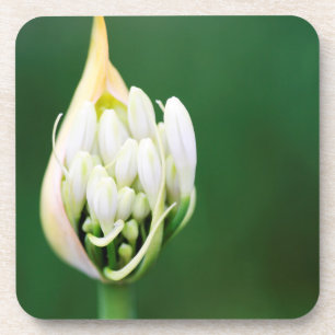 Afrikanische Lilie, Agapanthus Praecox, Kapstadt Untersetzer