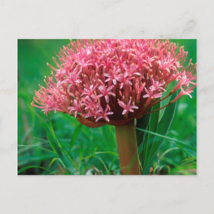 Afrikanische Lilie (Agapanthus Praecox), Mala Mala Postkarte