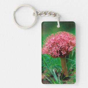 Afrikanische Lilie (Agapanthus Praecox), Mala Mala Schlüsselanhänger