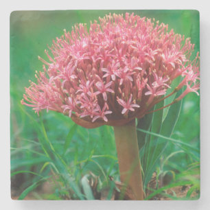 Afrikanische Lilie (Agapanthus Praecox), Mala Mala Steinuntersetzer